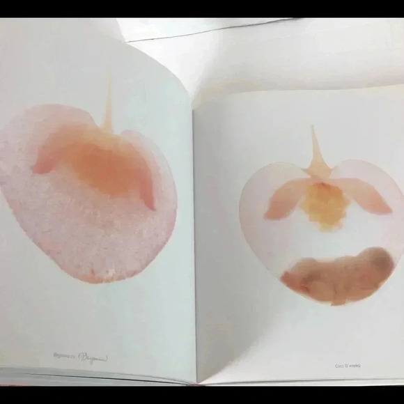 Coffee Table Book ANNE GEDDES Beginnings Nature Transformation Babies Pregnancy - Picture 3 of 7